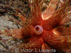 rare sea urchin in crash boat dive site at AGUADILLA, PUE... by Victor J. Lasanta 